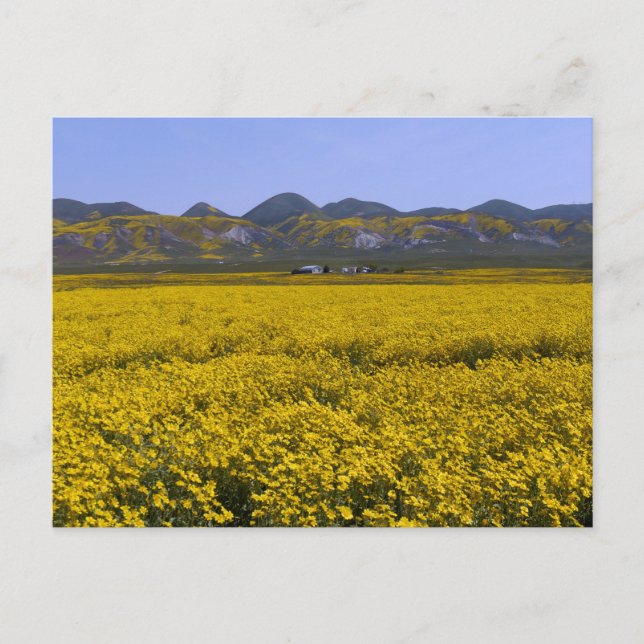 Cartão Postal Monumento Nacional do Carrizo Plain (Frente)
