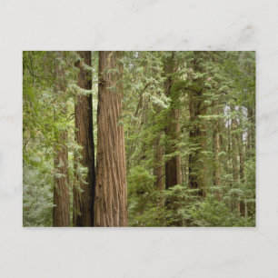 Cartão Postal Monumento Nacional Muir Woods, Norte