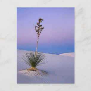 CARTÃO POSTAL MONUMENTO NACIONAL WHITE SANDS, NOVO MÉXICO.