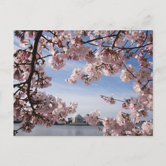 Cartão Postal Monumentos | Jefferson Memorial Cherry Blossoms (Frente)