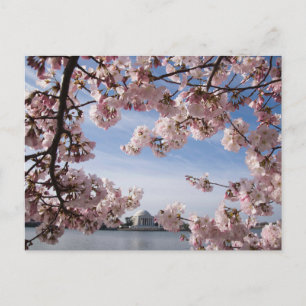 Cartão Postal Monumentos Jefferson Memorial Cherry Blossoms