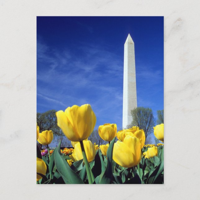 Cartão Postal Monuments | Washington Monument in Spring (Frente)