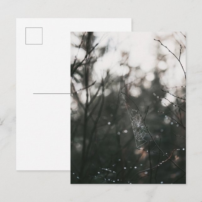 Cartão Postal Moody Forest Dew Spider Web (Frente/Verso)