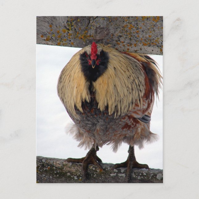 Cartão postal Moody Winter Rooster (Frente)