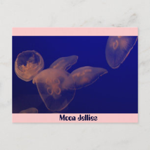 Cartão Postal Moon Jellfish, Lua Jellies