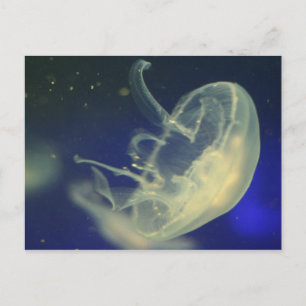 Cartão Postal Moon Jellyfish