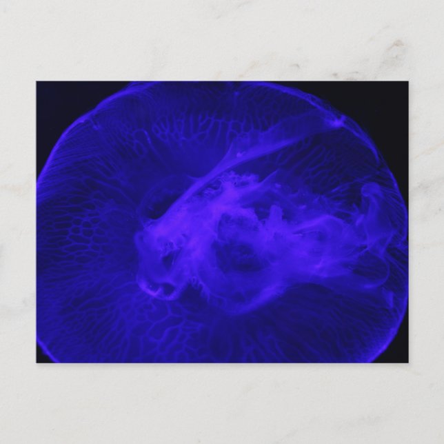 Cartão Postal Moon Jellyfish # 32 (Frente)