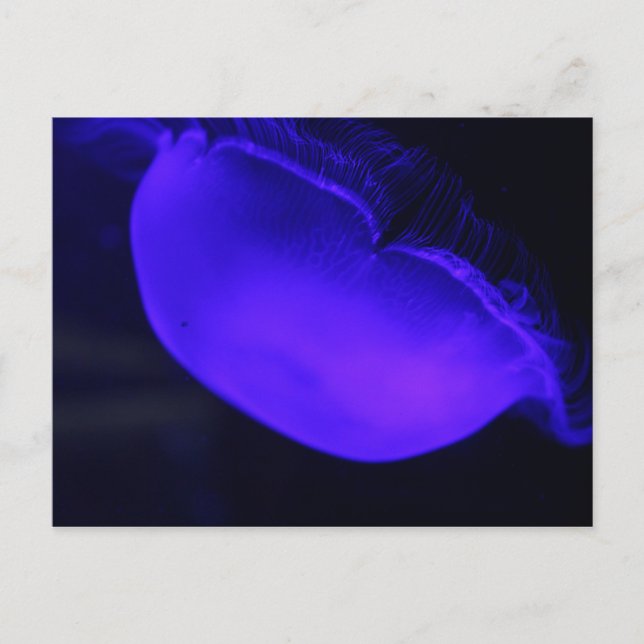 Cartão Postal Moon Jellyfish nº 6 (Frente)