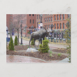 Cartão Postal Mooooose! Rua John, NB