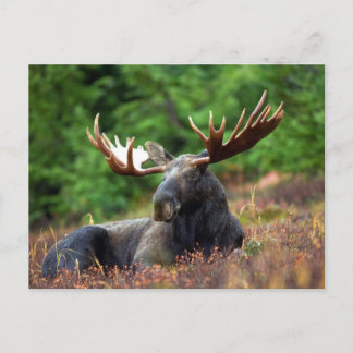 Cartão Postal Mooose!