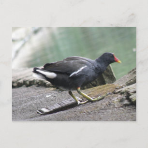 Cartão postal Moorhen