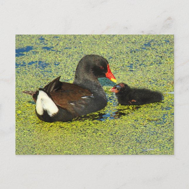 Cartão Postal Moorhen com Baby (Frente)