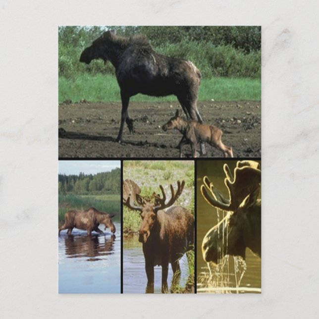 Cartão Postal Moose (Frente)