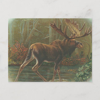 Cartão Postal Moose