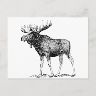 Cartão Postal Moose