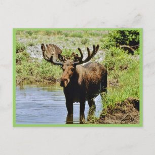 Cartão Postal Moose