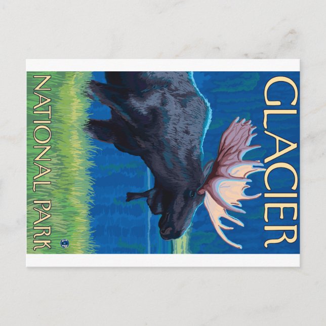 Cartão Postal Moose à noite - Parque Nacional Glacier, MT (Frente)