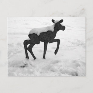 Cartão Postal Moose Bebê Coberto De Neve
