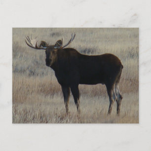 Cartão Postal Moose Bull M4