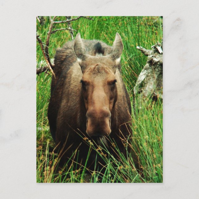 Cartão Postal Moose Canadense (Frente)