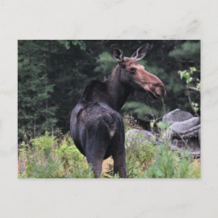 Cartão Postal Moose de Vaca