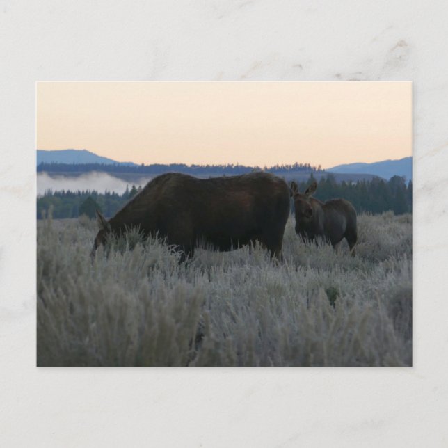Cartão Postal Moose Grazing at Sunrise em Grand Teton (Frente)