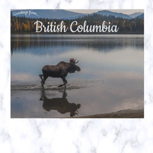 Cartão Postal Moose no lago Unna Colúmbia Britânica Canadá
