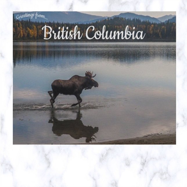 Cartão Postal Moose no lago Unna Colúmbia Britânica Canadá (Criador carregado)