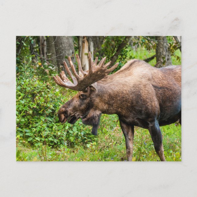 Cartão Postal Moose | Península do Kenai, Alasca (Frente)