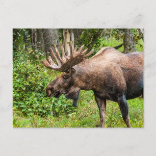 Cartão Postal Moose   Península do Kenai, Alasca