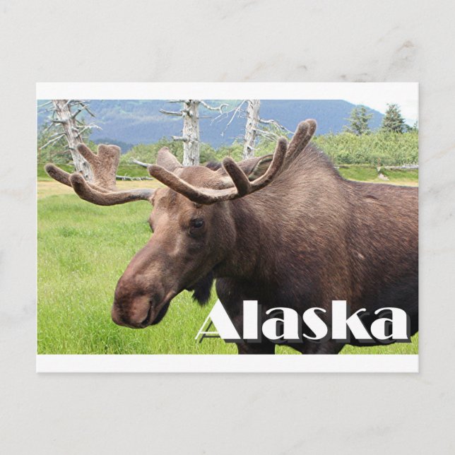 Cartão Postal Moose perto de Anchorage, Alasca, EUA (legenda) (Frente)