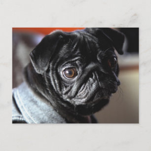 Cartão Postal Mops