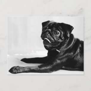 Cartão Postal Mops
