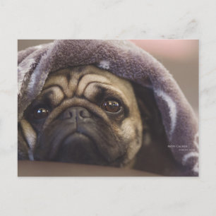 Cartão Postal Mops Aura
