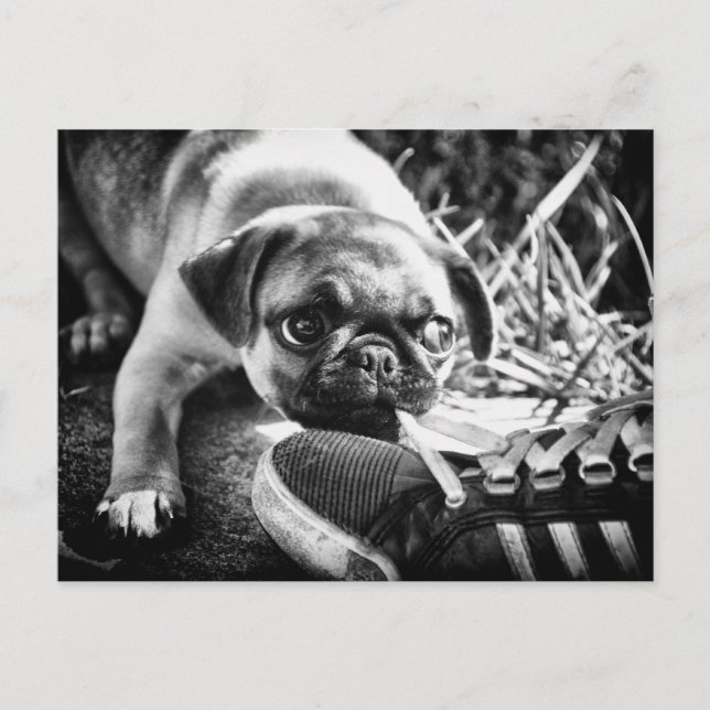 Cartão Postal Mops de Reprodução Adoráveis (Frente)