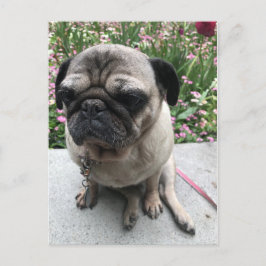 Cartão Postal Mops im Garten