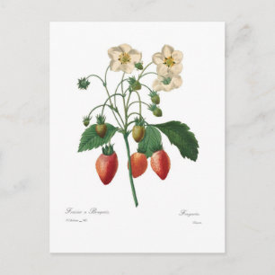 Cartão Postal Morango