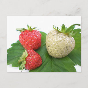 Cartão Postal morango único