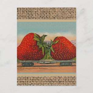 Cartão Postal Morangos Giant Antiguidade Diversão da Fruta