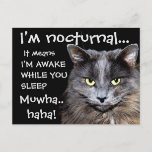 Cartão Postal Morcego