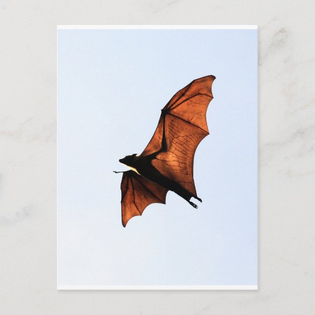Cartão Postal morcego fruta (raposa voadora) (Frente)