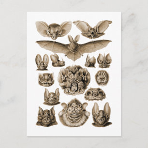 Cartão Postal Morcegos