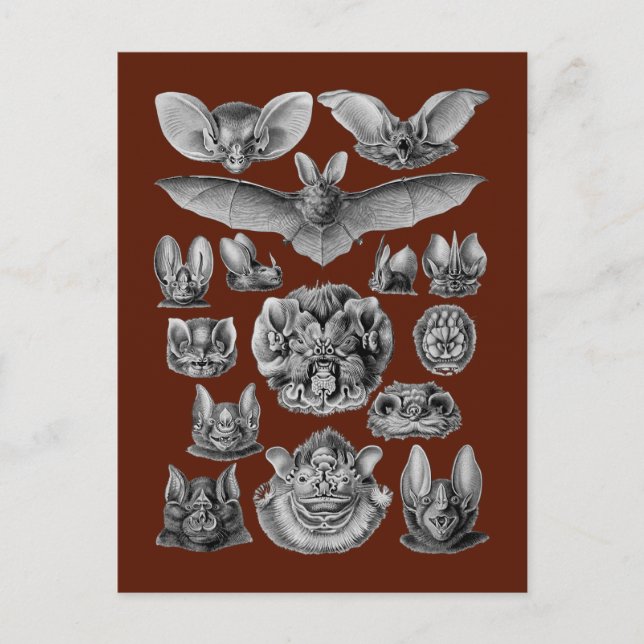 Cartão Postal Morcegos (Frente)