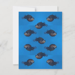 Cartão Postal Morda-me