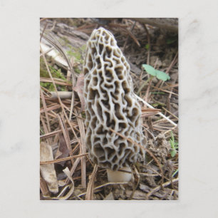 Cartão postal Morel Mushroom