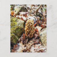 Morel Mushroom na Natureza