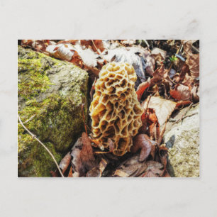 Cartão Postal Morel Mushroom na Natureza