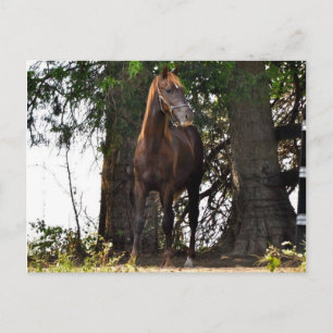 Cartão Postal Morgan Horse Products!