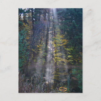 Cartão Postal Morning Vermont Forest