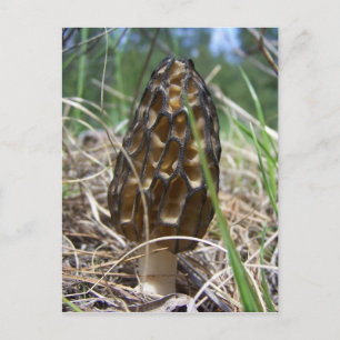 Cartão Postal Morrell Mushroom
